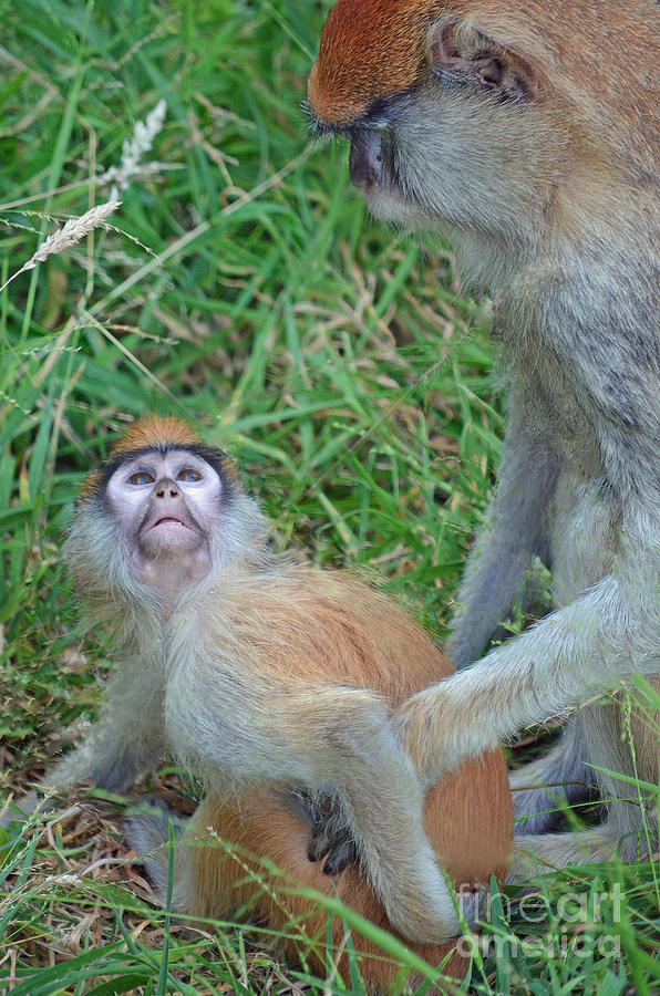Baby and Mommy Patas Monkeys Photograph by Jim Fitzpatrick