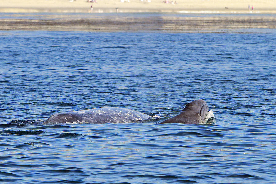 Whale Photograph - Baby and Mother by Shoal Hollingsworth