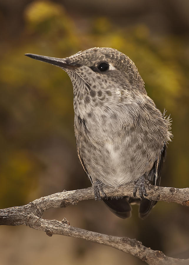 Baby Annas Hummingbird Photograph by Lee Kirchhevel