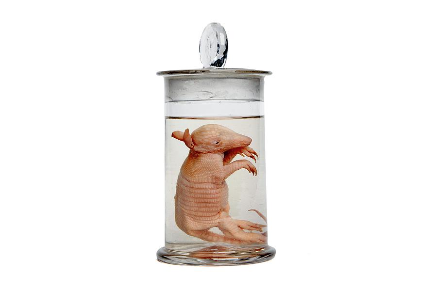 Jar Photograph - Baby Armadillo by Gregory Davies