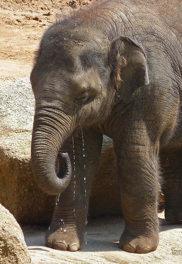 Baby Asian Elephant Enjoying A Drink Photograph by Margaret Saheed