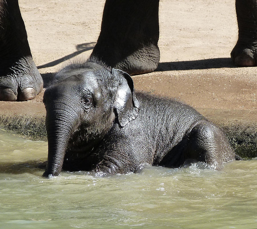 Baby Asian Elephant Enjoys Supervised Bathing  Photograph by Margaret Saheed