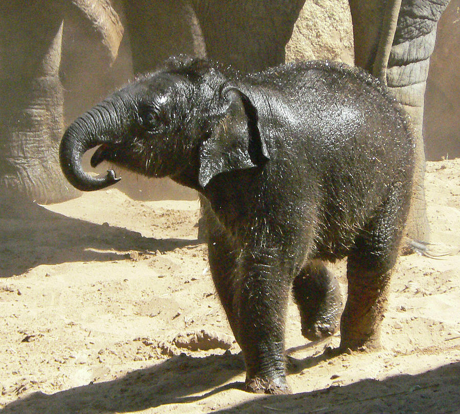Baby Asian Elephant Photograph by Margaret Saheed