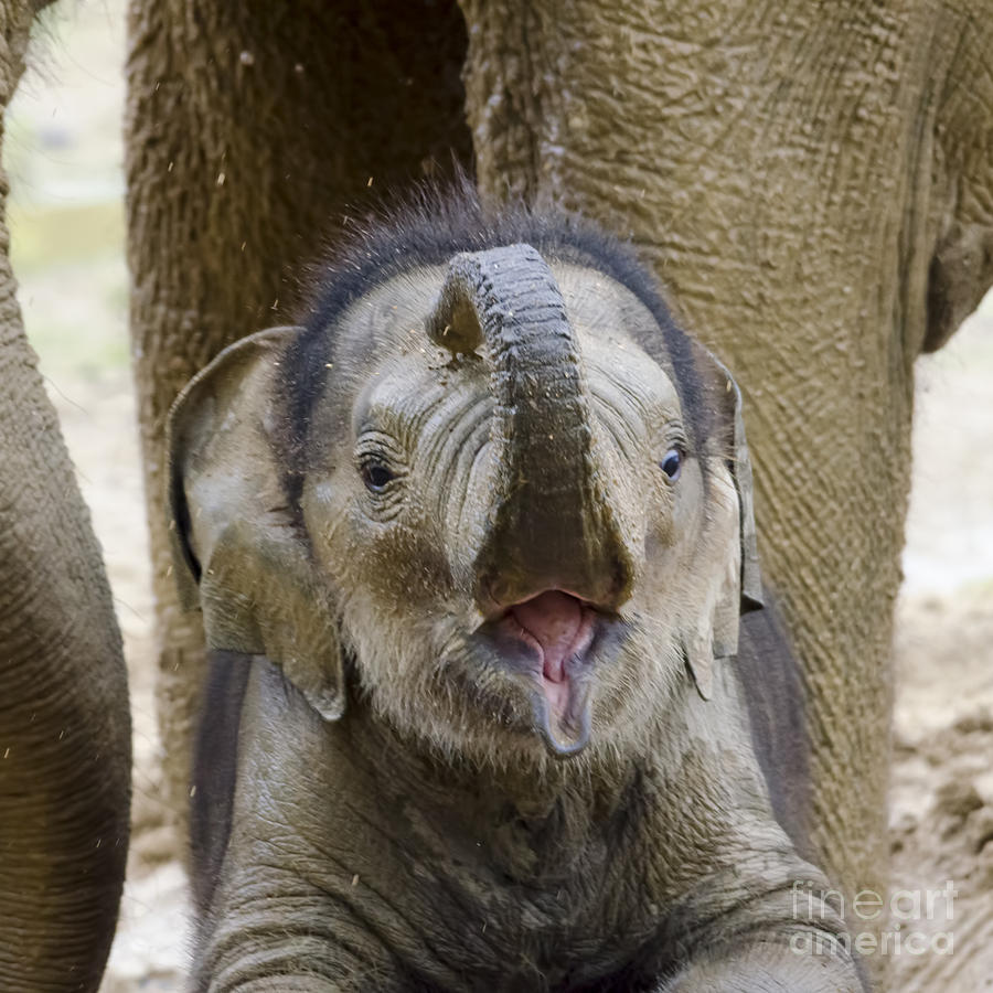 Elephant Photograph - Baby Asian elephant by Steev Stamford