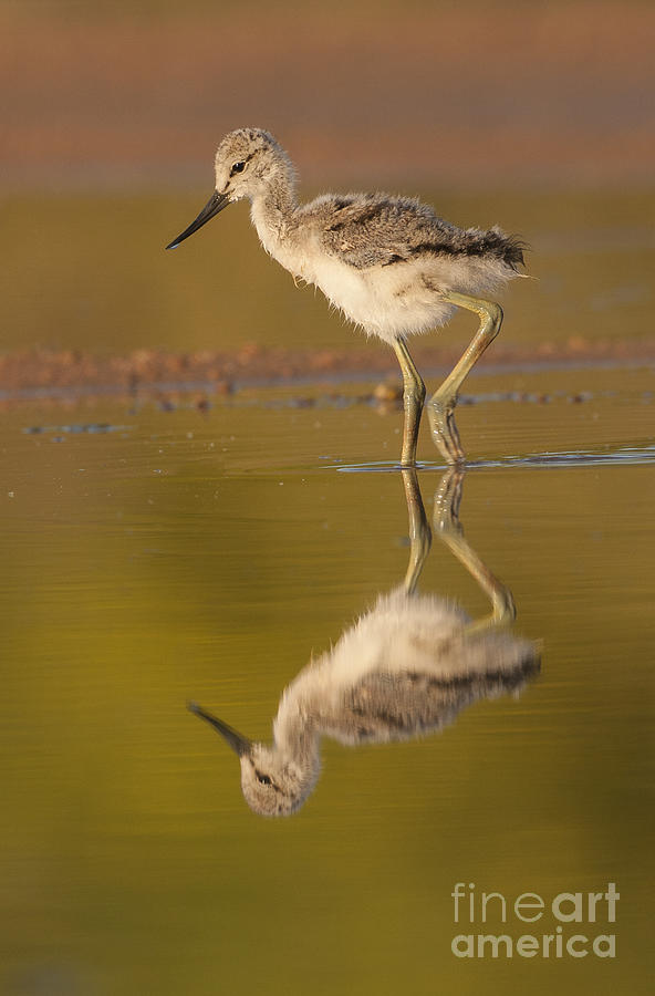 Baby Avocet On The Lake Photograph by Ruth Jolly