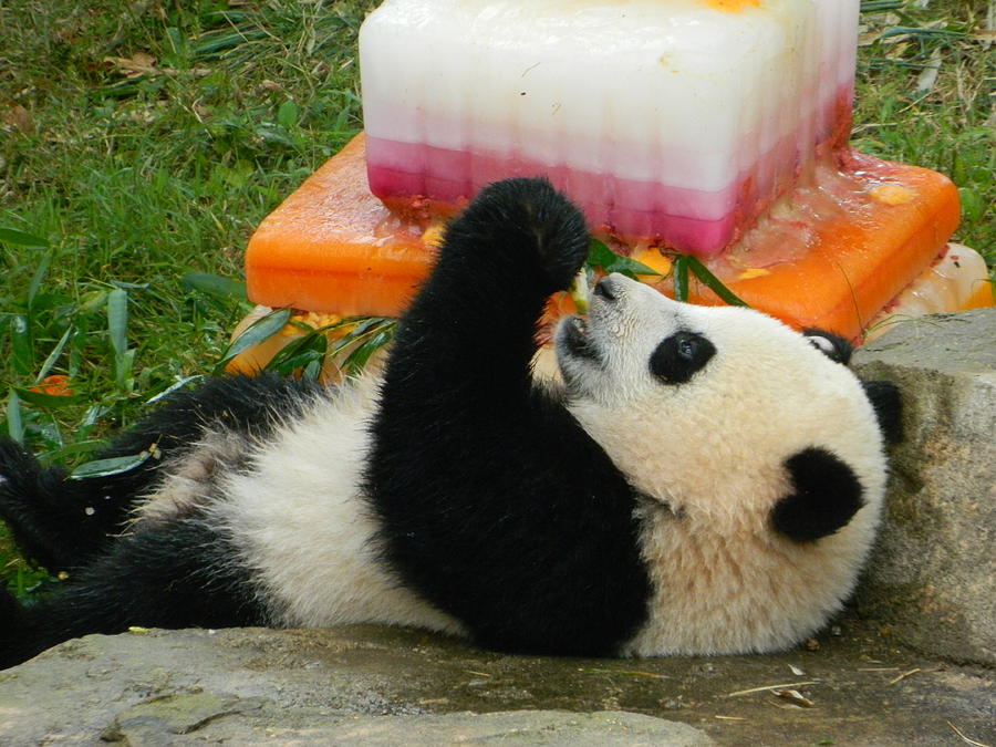 Baby Bao Baos First Birthday Photograph by Emmy Vickers