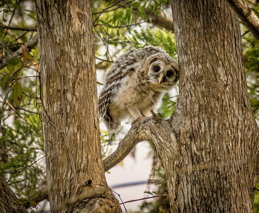Baby Barred Owl Photograph by Bill Martin