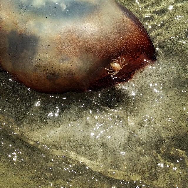 Baby Beach Crab Eating Jellyfish Photograph by Nicole Santoni