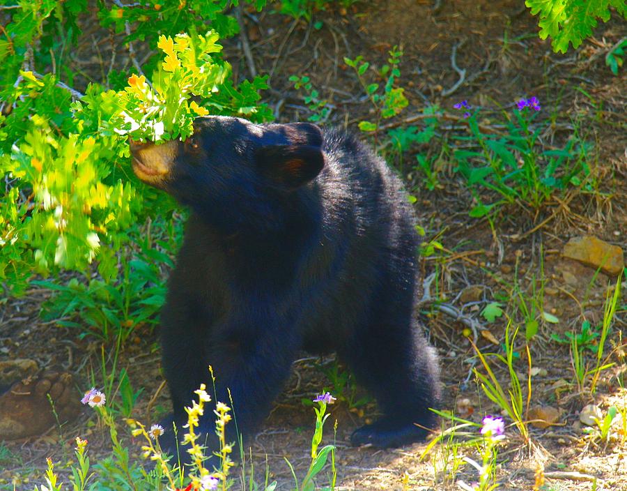 Baby Bear Cub Photograph by Jeff Swan