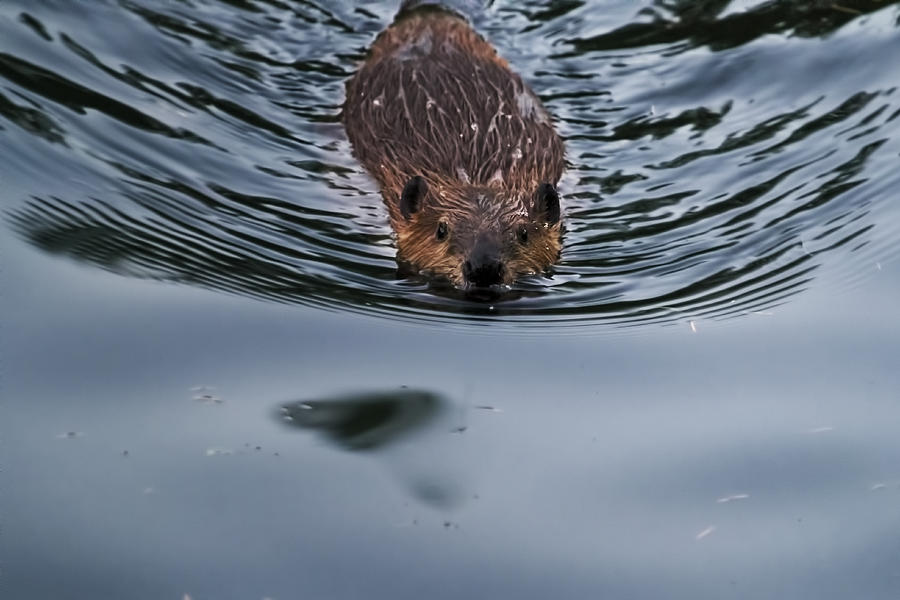 Baby Beaver Photograph by Belinda Greb