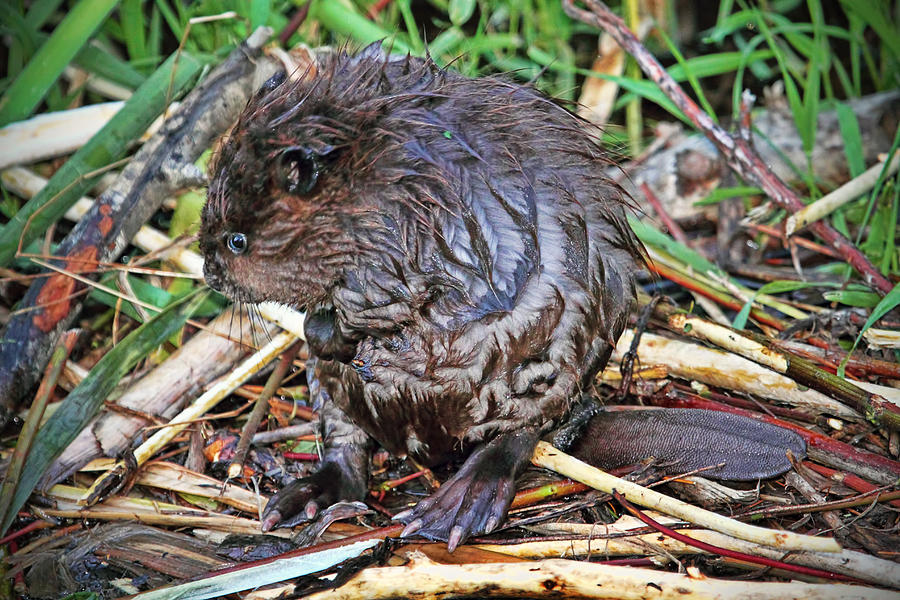 Baby Beaver Photograph by Peggy Collins