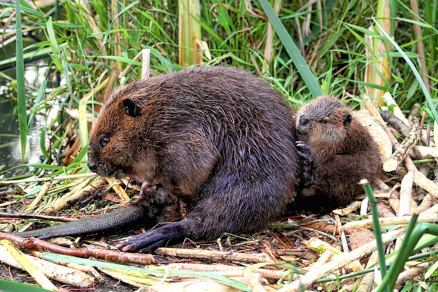 Baby Beaver with Mother Photograph by Peggy Collins