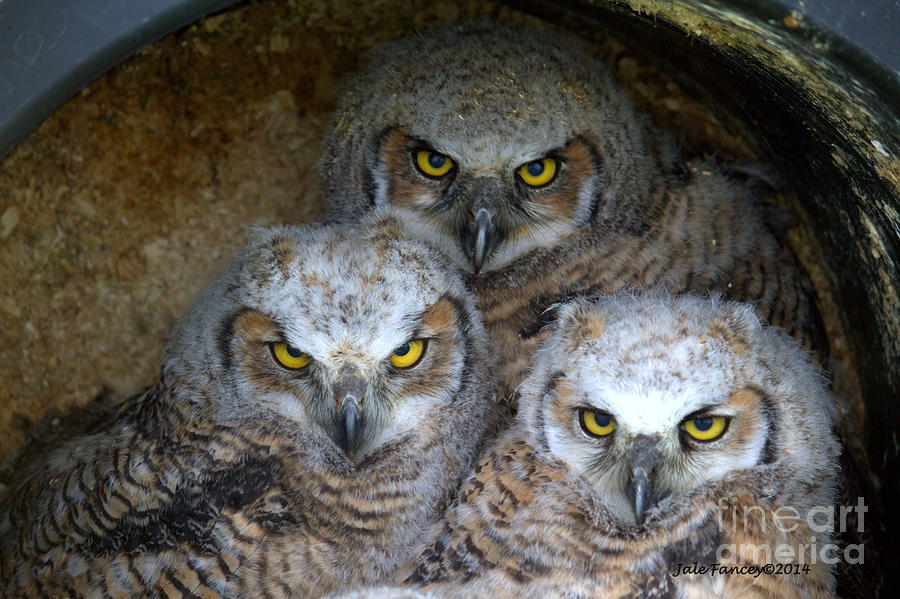 Baby Big Horned Owls Photograph by Jale Fancey