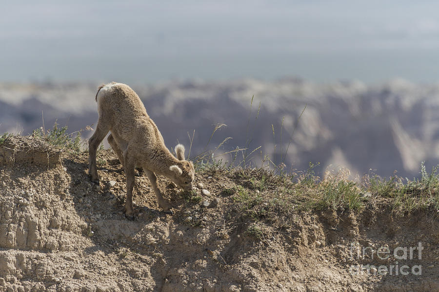 Baby Bighorn In The Badlands Photograph by Steve Triplett