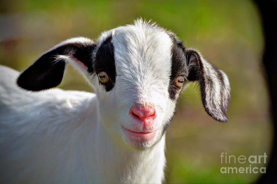Baby Billy Goat Photograph by Savannah Gibbs