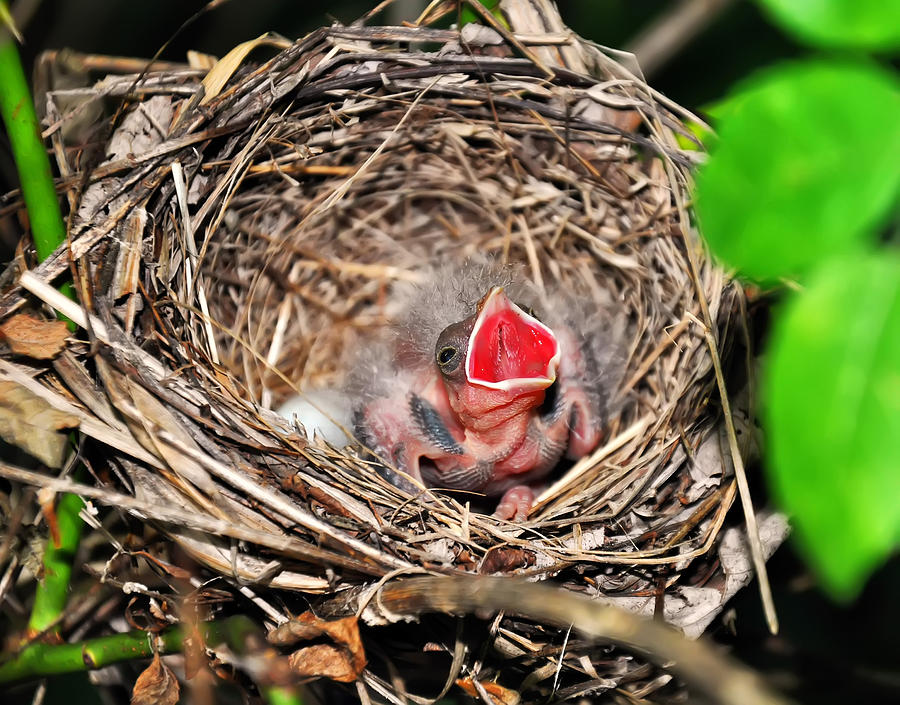 Baby Bird In Nest Photograph by Flees Photos