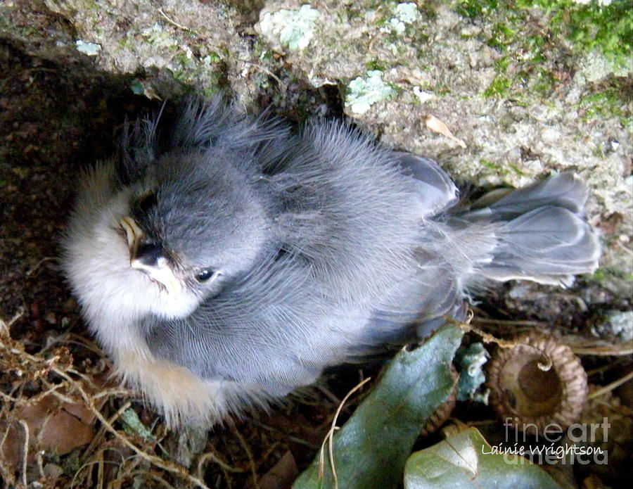 Baby Bird Learns a Lesson Photograph by Lainie Wrightson
