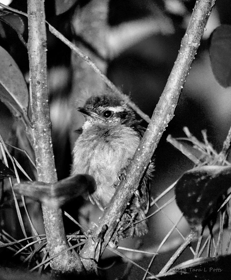 Baby Bird Photograph by Tara Potts