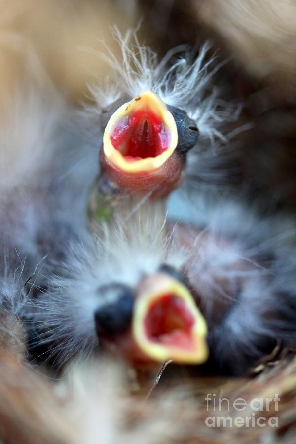 Baby Birds Photograph by Henrik Lehnerer