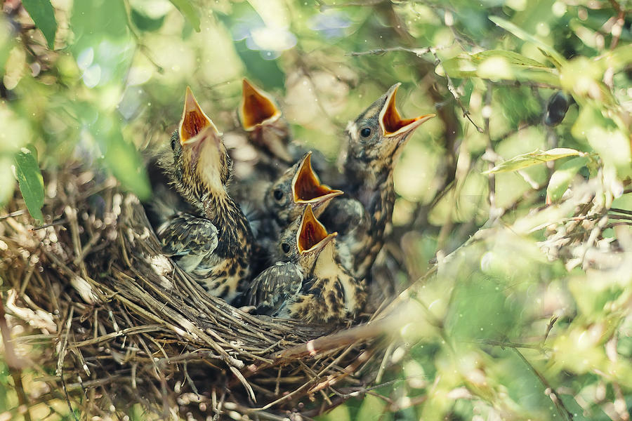 Baby birds in the nature Photograph by Oxygen