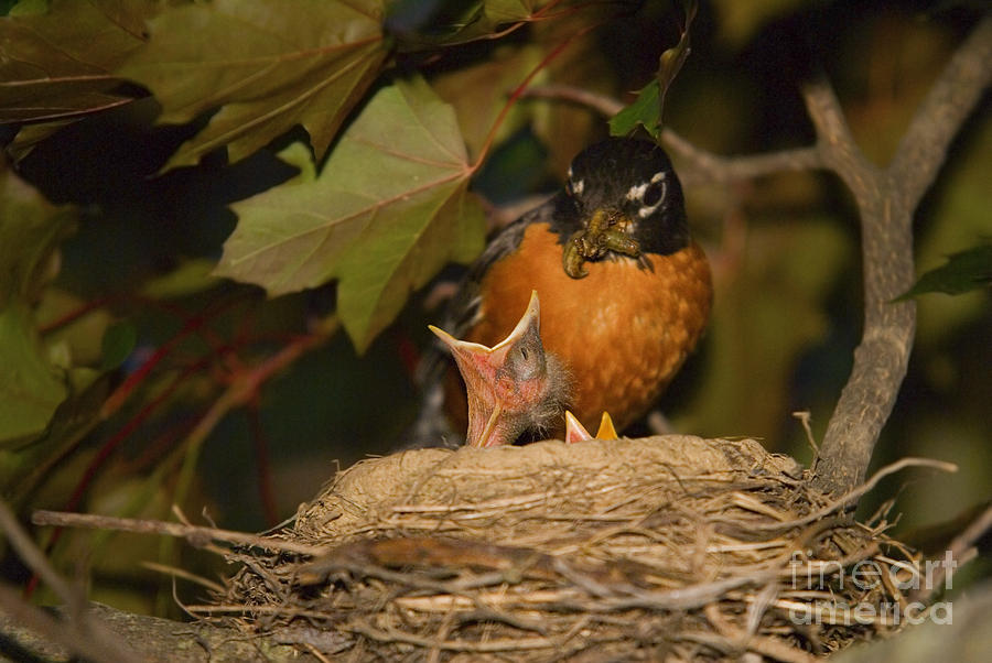 Baby Birds Mother Robin Feeding Chick Photograph by SAJE Photography