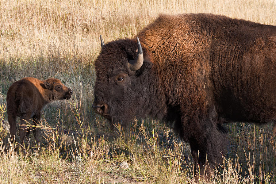 Baby Bison Meets Daddy Photograph by Kathleen Bishop