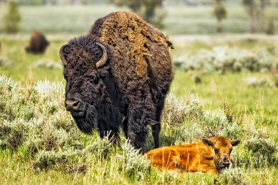 Baby Bison Photograph by Timothy Hacker