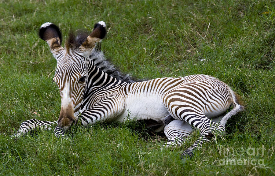 Baby Zebra in the grass Photograph by Ruth Jolly