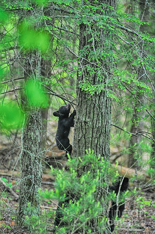 Baby black bear cub climbing tree Photograph by Dan Friend