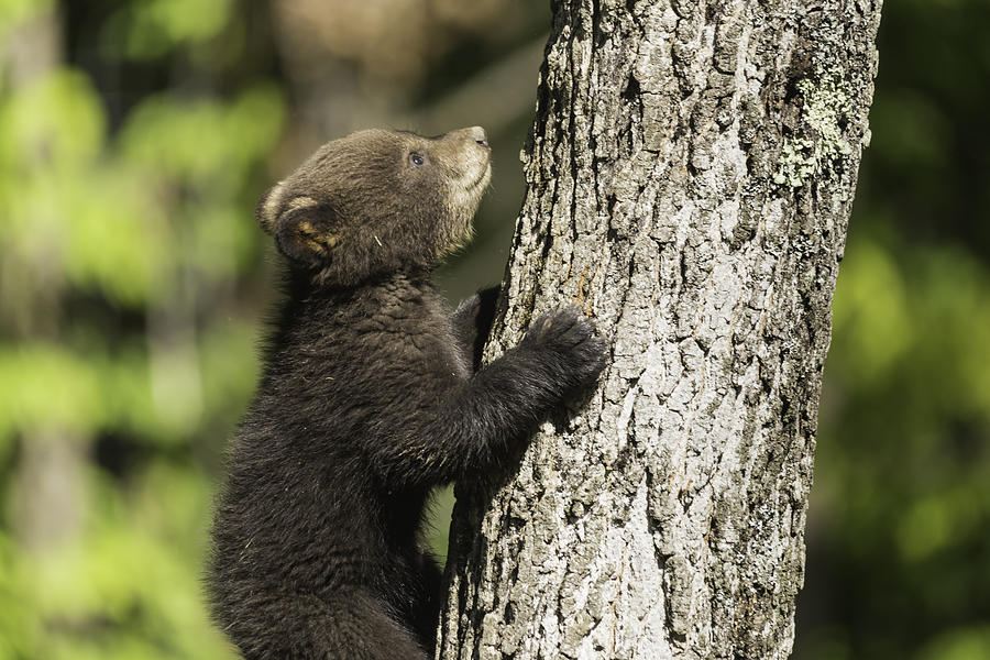 Baby Black Bear Cub Photograph by Josef Pittner