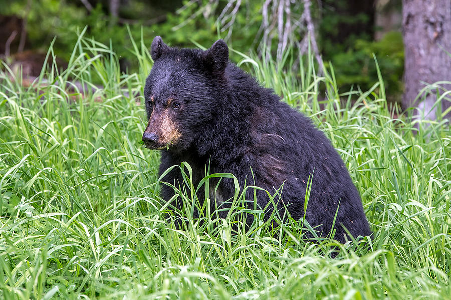 Baby Black Bear Photograph by Pierre Leclerc Photography