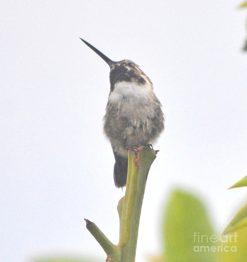 Hummingbird Photograph - Baby Black-chinned At Rest-1 by Jay Milo