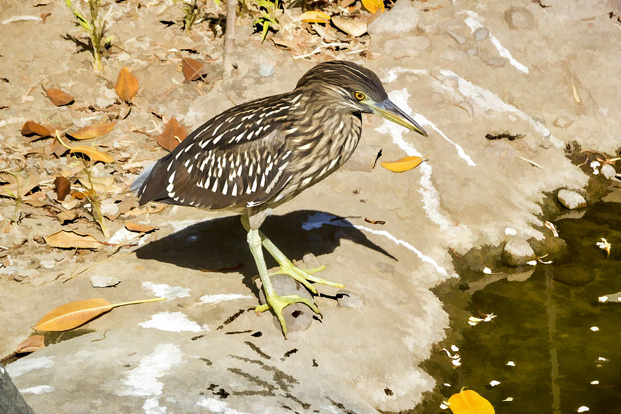 Baby Black Crowned Night Heron Digital Art by Photographic Art by Russel Ray Photos