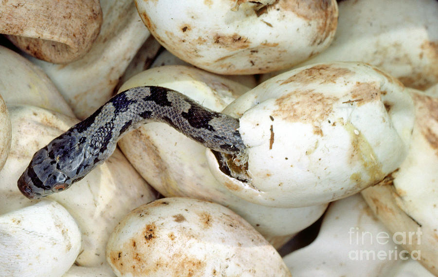 Baby Black Rat Snake Photograph by Millard H. Sharp