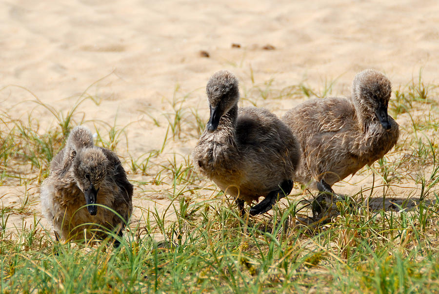 Baby Black Swans Photograph by Glen Johnson