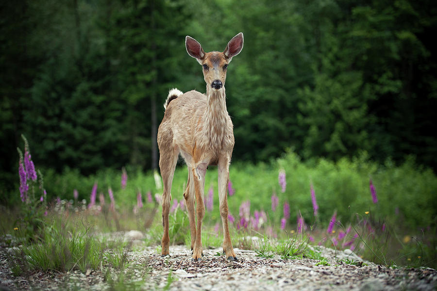 Baby Black-tailed Deer Stands Photograph by Christopher Kimmel - Pixels