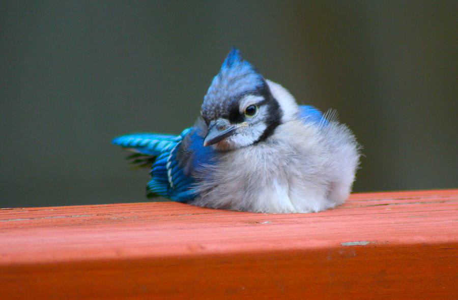 Baby Blue Bird Photograph by Marie Wern - Pixels
