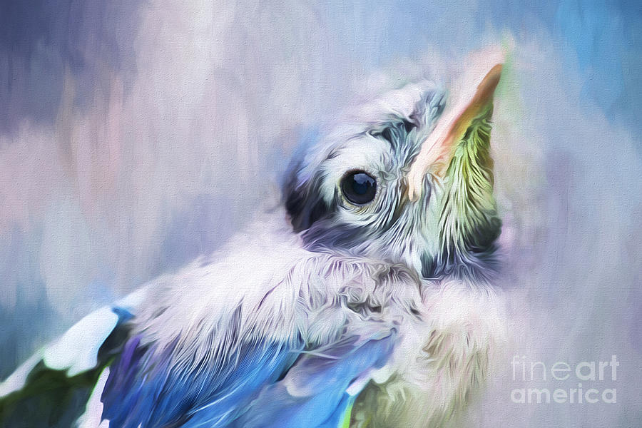 Spring Photograph - Baby Blue Jay by Darren Fisher