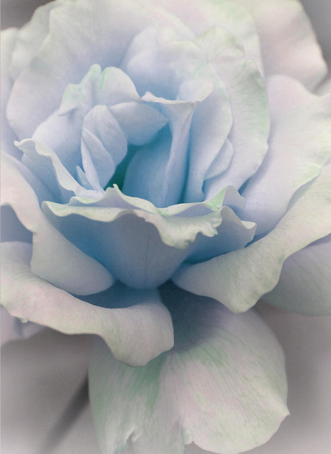 Rose Photograph - Baby Blue Love by The Art Of Marilyn Ridoutt-Greene