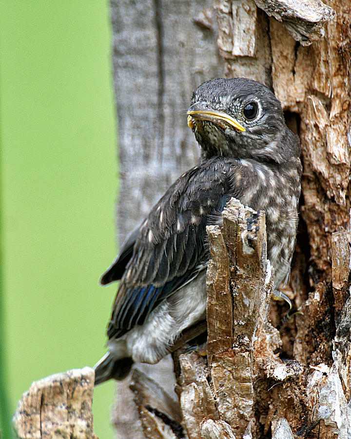 Baby Bluebird Photograph by William Selander