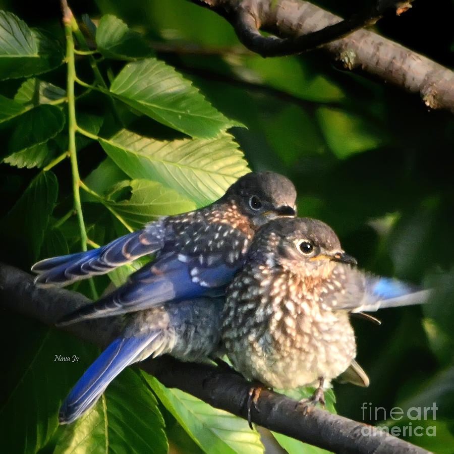 Baby Bluebirds 1 Photograph by Nava Thompson