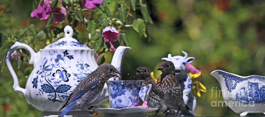 Bluebird Babies and Tea Cups Photograph by Luana K Perez