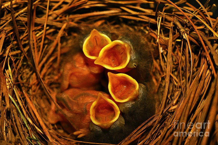 Wildlife Photograph - Baby Bluebirds by Laura D Young