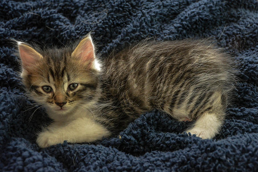 Kitten Photograph - Baby Bobtail by Sherman Perry