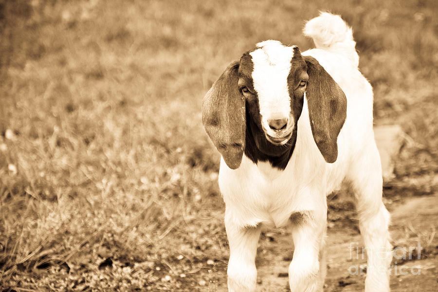 Animal Photograph - Baby Boer Goat by Cheryl Baxter