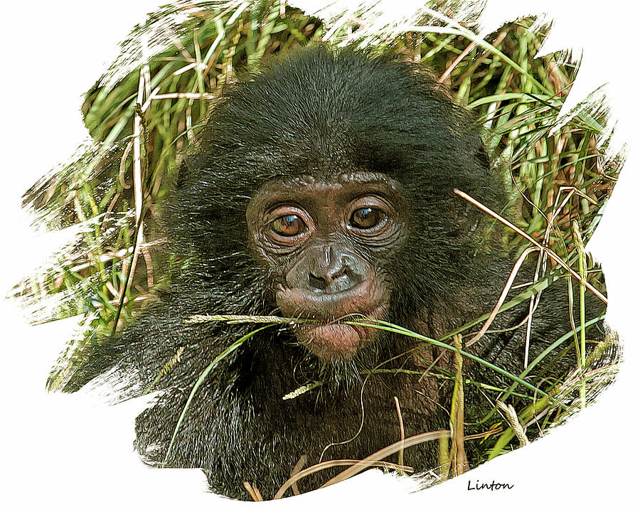 Baby Bonobo 2 Digital Art by Larry Linton