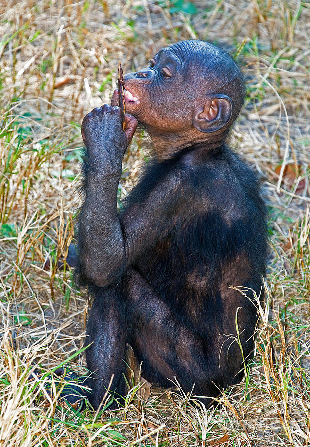 Baby Bonobo by Millard H. Sharp