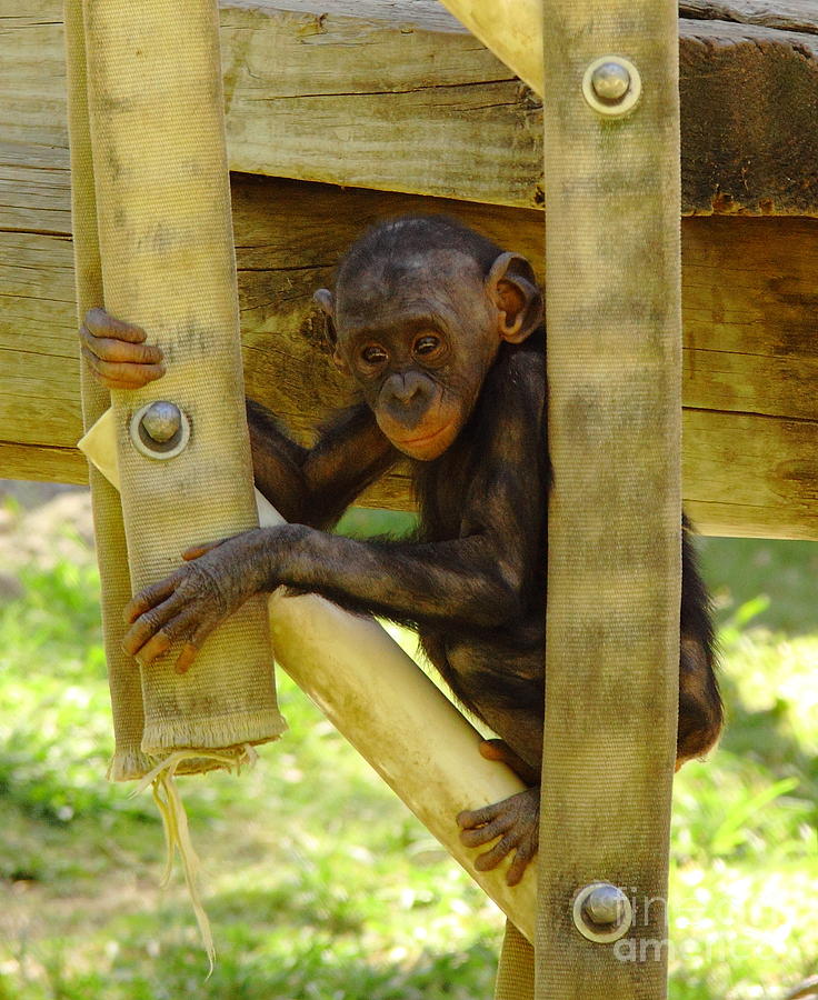 Baby Bonobo Photograph by Robert Frederick