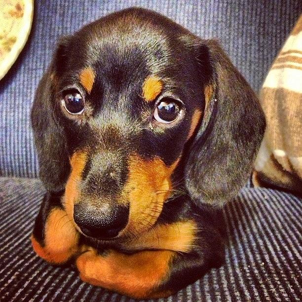 Dachshund Photograph - Baby Boy Bruno #dogsofinstagram by Emma Green