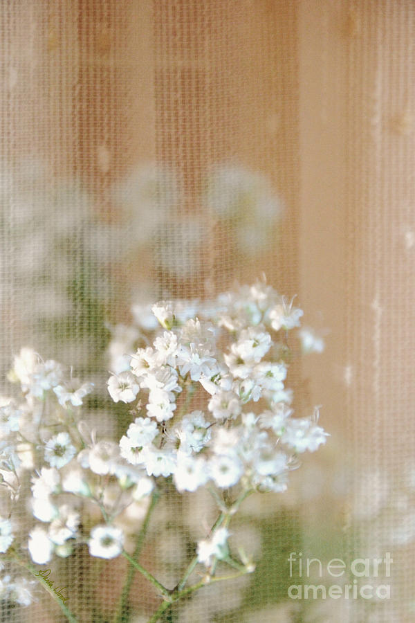 Baby Breath- Special Day Photograph by Darla Wood